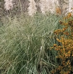 Cortaderia selloana (Pampas Grass) at Jerrabomberra, ACT - 2 May 2023 by KumikoCallaway