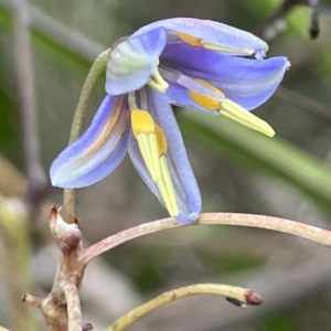 Dianella sp. aff. longifolia (Benambra) at Hughes, ACT - 2 May 2023 01:04 PM