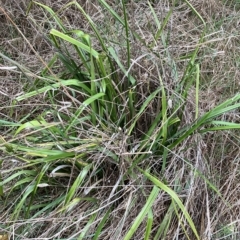 Dianella sp. aff. longifolia (Benambra) at Hughes, ACT - 2 May 2023 01:04 PM