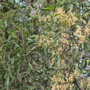 Acacia melanoxylon at Fadden, ACT - 2 May 2023 03:41 PM