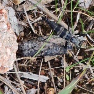 Boreoides subulatus at Fadden, ACT - 2 May 2023