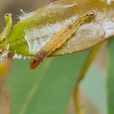 Unidentified Insect at Wanniassa Hill - 2 May 2023 by Mike