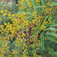 Acacia terminalis (Sunshine Wattle) at Jerrabomberra, ACT - 2 May 2023 by Mike