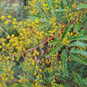 Acacia terminalis at Jerrabomberra, ACT - 2 May 2023