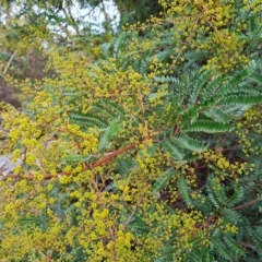 Acacia terminalis at Jerrabomberra, ACT - 2 May 2023