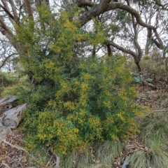 Acacia terminalis at Jerrabomberra, ACT - 2 May 2023