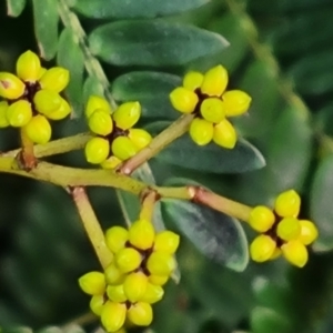 Acacia terminalis at Jerrabomberra, ACT - 2 May 2023