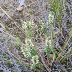 Leucopogon attenuatus (Small-leaved Beard Heath) at Wanniassa Hill - 2 May 2023 by Mike
