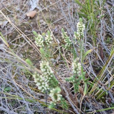 Styphelia attenuata (Small-leaved Beard Heath) at Jerrabomberra, ACT - 2 May 2023 by Mike