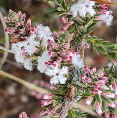 Leucopogon attenuatus (Small-leaved Beard Heath) at Wanniassa Hill - 2 May 2023 by Mike