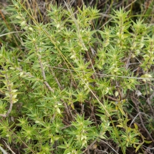 Melichrus urceolatus at Jerrabomberra, ACT - 2 May 2023 02:48 PM