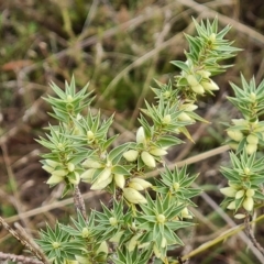 Melichrus urceolatus at Jerrabomberra, ACT - 2 May 2023 02:48 PM