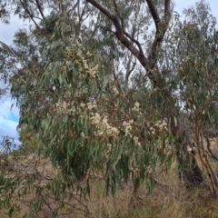 Eucalyptus goniocalyx at Wanniassa Hill - 2 May 2023 02:43 PM