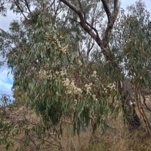 Eucalyptus goniocalyx at Wanniassa Hill - 2 May 2023 02:43 PM