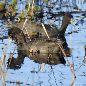 Fulica atra at Wollogorang, NSW - 20 Apr 2023 05:32 PM