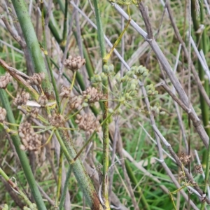 Foeniculum vulgare at Jerrabomberra, ACT - 2 May 2023 02:34 PM