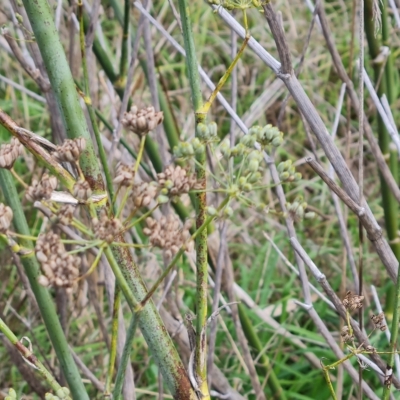 Foeniculum vulgare (Fennel) at Jerrabomberra, ACT - 2 May 2023 by Mike