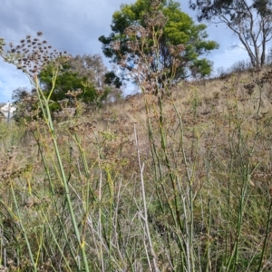 Foeniculum vulgare at Jerrabomberra, ACT - 2 May 2023 02:34 PM