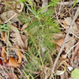 Foeniculum vulgare at Jerrabomberra, ACT - 2 May 2023 02:34 PM