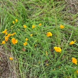 Eschscholzia californica at Jerrabomberra, ACT - 2 May 2023