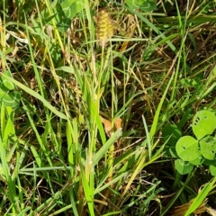 Setaria parviflora at Jerrabomberra, ACT - 2 May 2023 02:29 PM