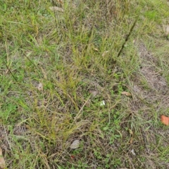 Sporobolus creber (Slender Rat's Tail Grass) at Jerrabomberra, ACT - 2 May 2023 by Mike