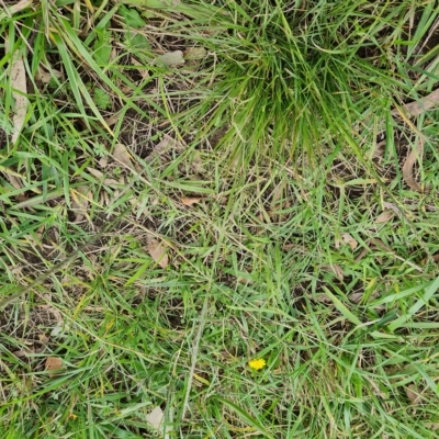 Sporobolus africanus (Parramatta Grass, Rat's Tail Grass) at Jerrabomberra, ACT - 2 May 2023 by Mike