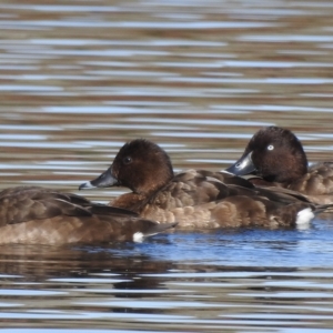 Aythya australis at Nimmitabel, NSW - 21 Apr 2023