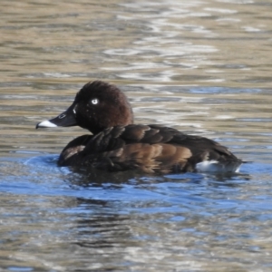 Aythya australis at Nimmitabel, NSW - 21 Apr 2023