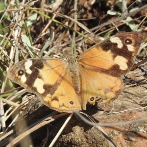 Heteronympha merope at Nimmitabel, NSW - 21 Apr 2023