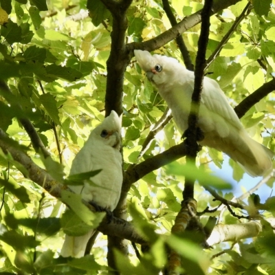 Cacatua sanguinea (Little Corella) at Bombala, NSW - 21 Apr 2023 by GlossyGal