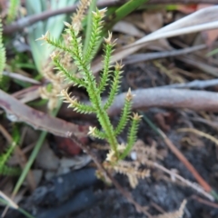 Unidentified Plant at Ku-ring-gai Chase National Park - 27 Apr 2023 by MatthewFrawley