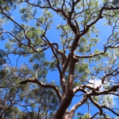 Angophora costata (Rusty Gum, Smooth-barked Apple) at Ku-ring-gai Chase National Park - 27 Apr 2023 by MatthewFrawley