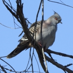Ocyphaps lophotes (Crested Pigeon) at Mallacoota, VIC - 24 Apr 2023 by GlossyGal