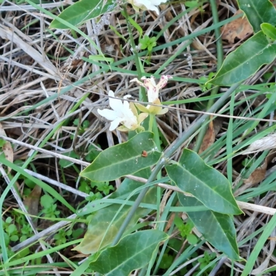 Araujia sericifera (Moth Plant) at Isaacs, ACT - 2 May 2023 by Mike