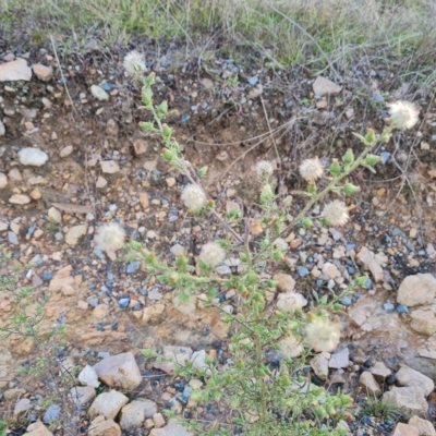 Dittrichia graveolens (Stinkwort) at Wanniassa Hill - 2 May 2023 by Mike