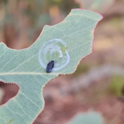 Glycaspis sp. (genus) at Wanniassa Hill - 2 May 2023 by Mike