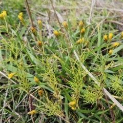 Schkuhria pinnata (Curious Weed, Dwarf Mexican Marigold) at Molonglo Valley, ACT - 2 May 2023 by sangio7