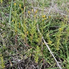 Schkuhria pinnata at Molonglo Valley, ACT - 2 May 2023