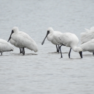 Platalea regia at Mallacoota, VIC - 28 Apr 2023 02:58 PM