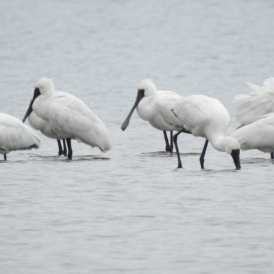 Platalea regia (Royal Spoonbill) at Mallacoota, VIC - 28 Apr 2023 by GlossyGal