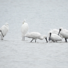 Platalea regia at Mallacoota, VIC - 28 Apr 2023 02:58 PM