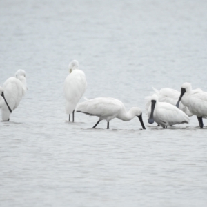 Platalea regia at Mallacoota, VIC - 28 Apr 2023 02:58 PM