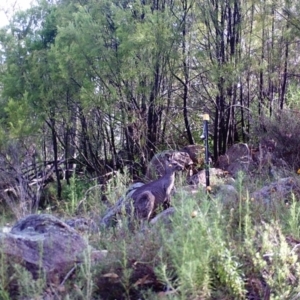 Macropus giganteus at Kambah, ACT - 27 Mar 2022 09:18 AM