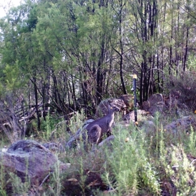 Macropus giganteus (Eastern Grey Kangaroo) at Kambah, ACT - 26 Mar 2022 by MountTaylorParkcareGroup