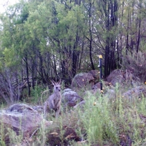 Macropus giganteus at Kambah, ACT - 27 Mar 2022 09:19 AM