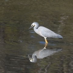 Egretta novaehollandiae (White-faced Heron) at Mallacoota, VIC - 24 Apr 2023 by GlossyGal