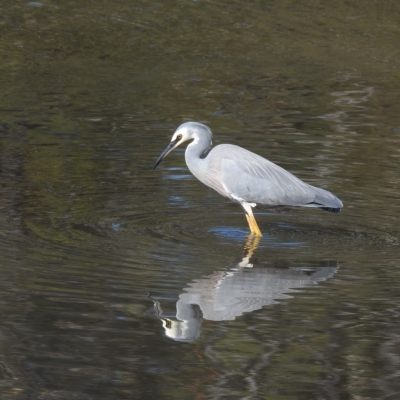 Egretta novaehollandiae (White-faced Heron) at Mallacoota, VIC - 24 Apr 2023 by GlossyGal