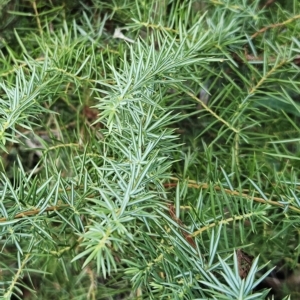 Juniperus communis at Weetangera, ACT - 2 May 2023 02:39 PM