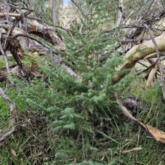 Juniperus communis at Weetangera, ACT - 2 May 2023 02:39 PM